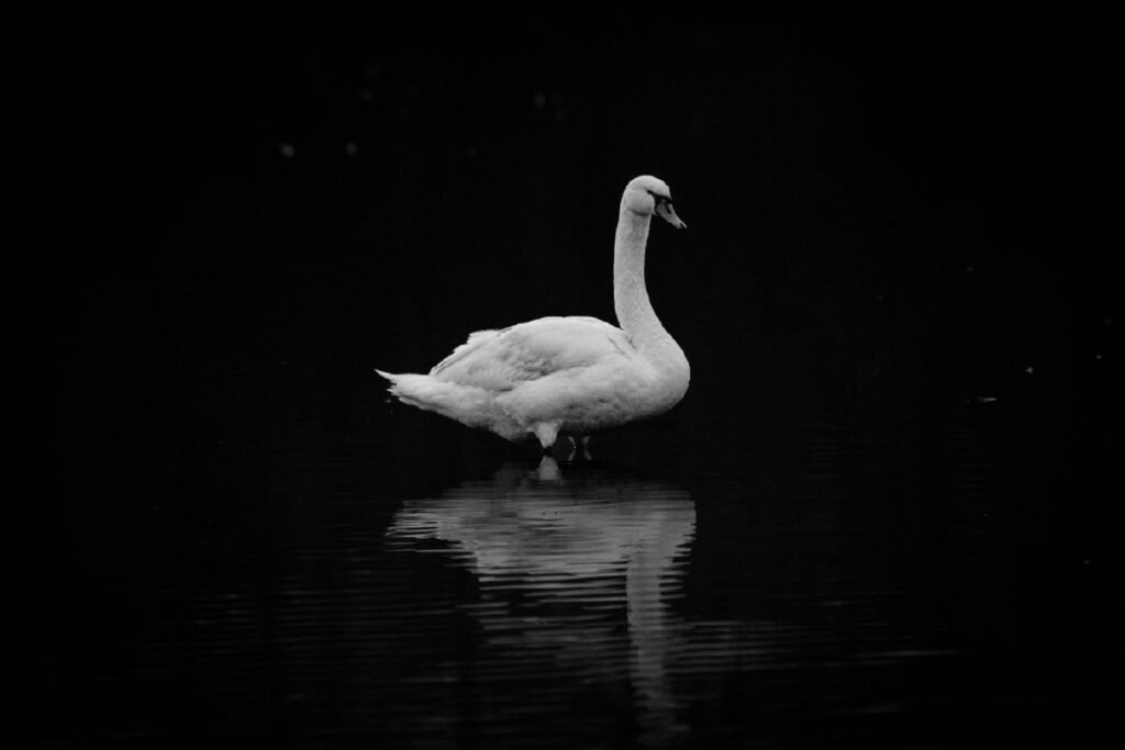 Black-and-white photo of a swan standing in still water with its reflection visible, showing value in color theory through light and dark contrast.