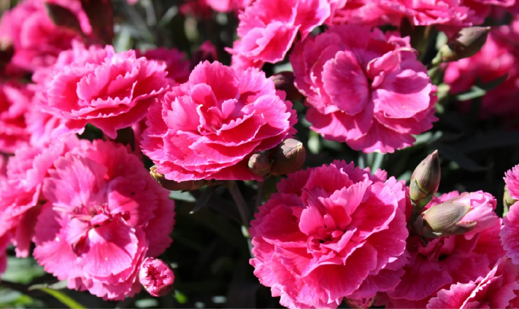 Pink dianthus flowers illustrating the historical origin of the word pink and its connection to pink color psychology.
